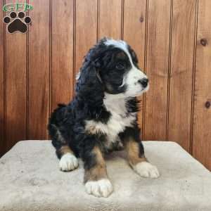 Meadow, Bernedoodle Puppy